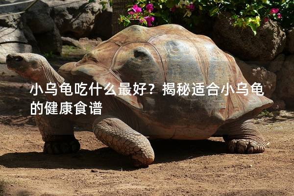 小乌龟吃什么最好？揭秘适合小乌龟的健康食谱