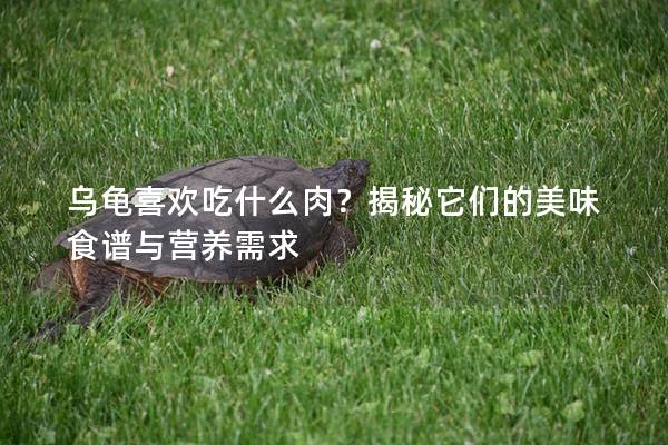 乌龟喜欢吃什么肉？揭秘它们的美味食谱与营养需求