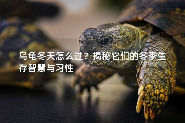 乌龟冬天怎么过？揭秘它们的冬季生存智慧与习性