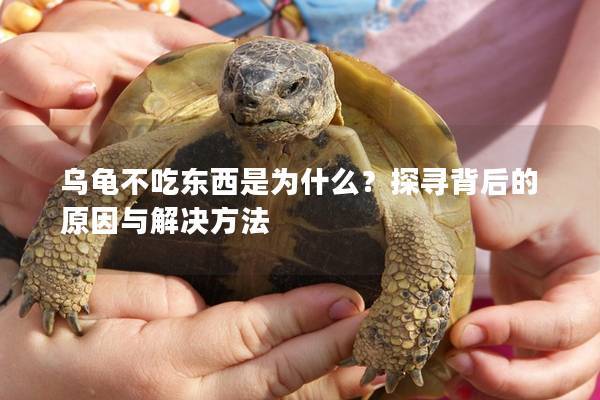 乌龟不吃东西是为什么？探寻背后的原因与解决方法