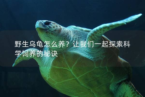 野生乌龟怎么养？让我们一起探索科学饲养的秘诀