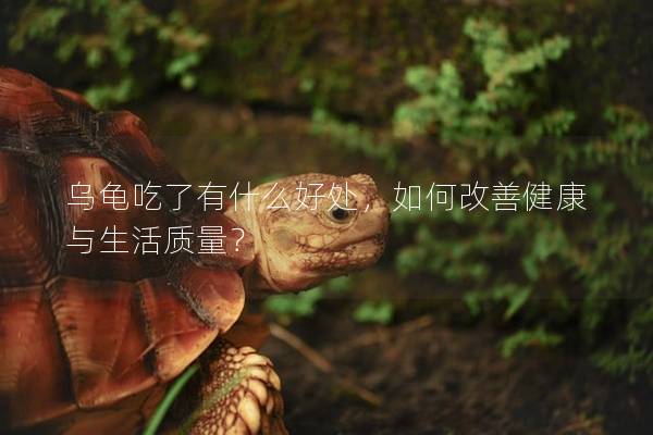乌龟吃了有什么好处，如何改善健康与生活质量？