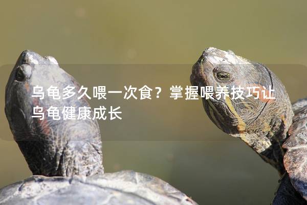 乌龟多久喂一次食？掌握喂养技巧让乌龟健康成长