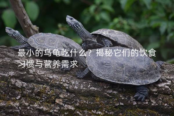 最小的乌龟吃什么？揭秘它们的饮食习惯与营养需求