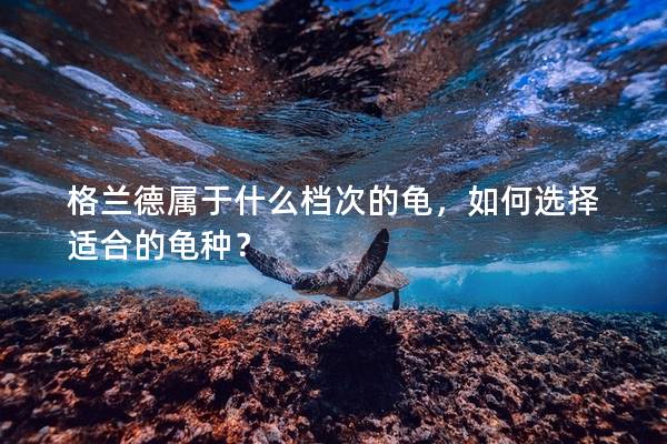格兰德属于什么档次的龟，如何选择适合的龟种？