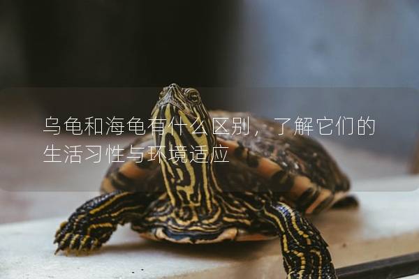 乌龟和海龟有什么区别，了解它们的生活习性与环境适应
