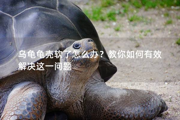 乌龟龟壳软了怎么办？教你如何有效解决这一问题