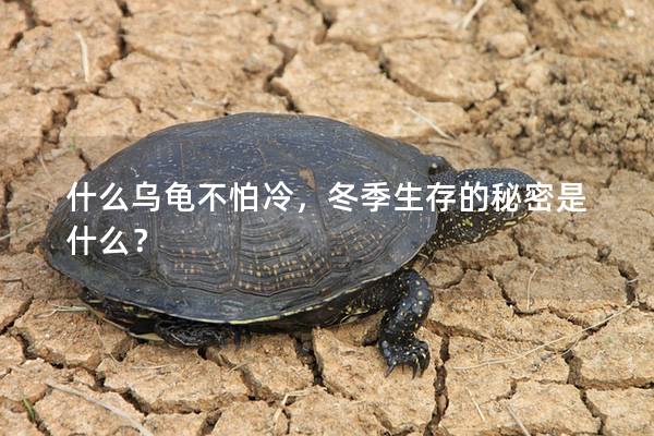 什么乌龟不怕冷，冬季生存的秘密是什么？
