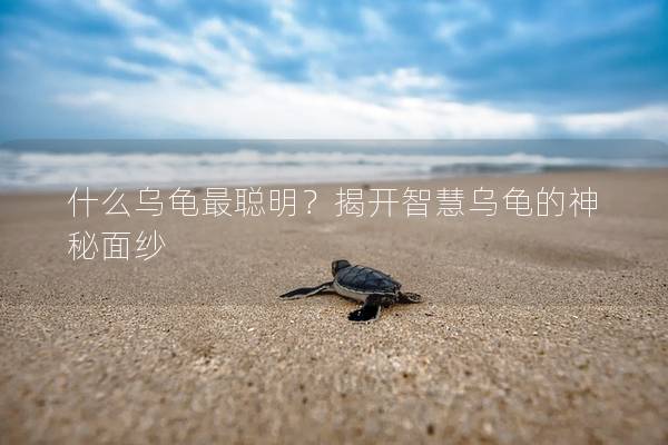 什么乌龟最聪明？揭开智慧乌龟的神秘面纱