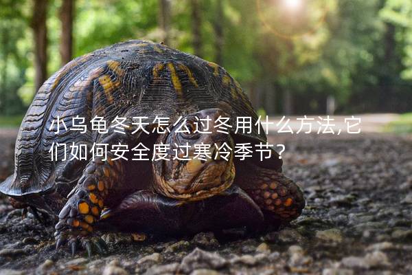 小乌龟冬天怎么过冬用什么方法,它们如何安全度过寒冷季节？