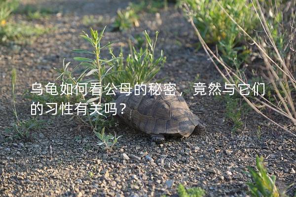 乌龟如何看公母的秘密，竟然与它们的习性有关吗？