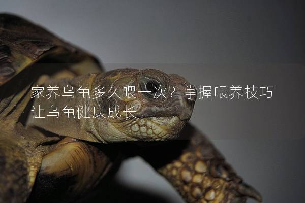 家养乌龟多久喂一次？掌握喂养技巧让乌龟健康成长