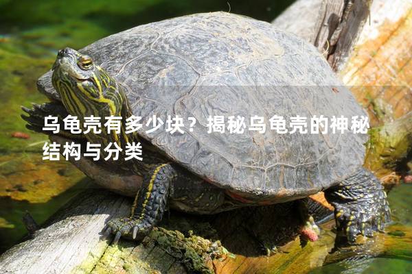 乌龟壳有多少块？揭秘乌龟壳的神秘结构与分类