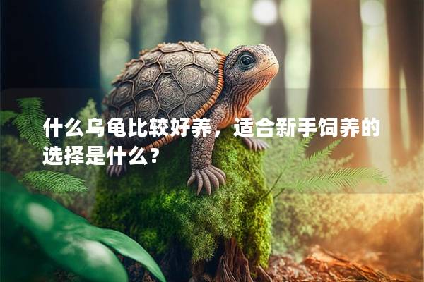 什么乌龟比较好养，适合新手饲养的选择是什么？