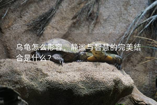 乌龟怎么形容，静谧与智慧的完美结合是什么？