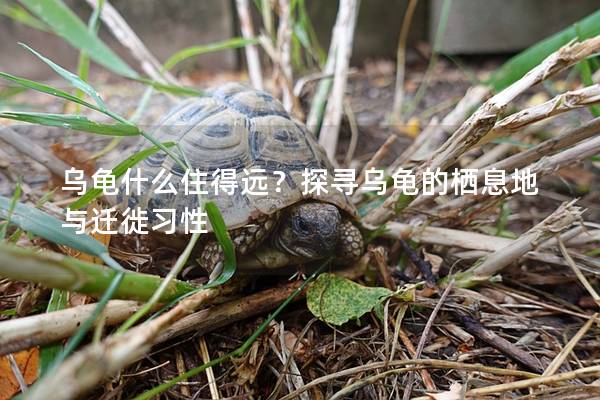 乌龟什么住得远？探寻乌龟的栖息地与迁徙习性
