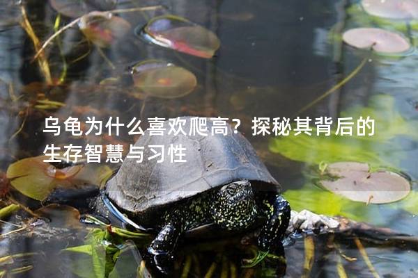 乌龟为什么喜欢爬高？探秘其背后的生存智慧与习性
