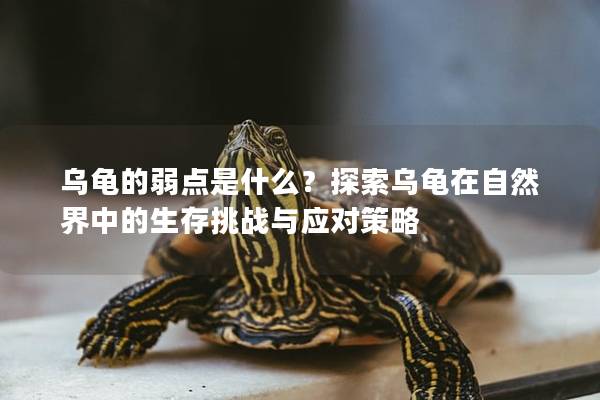 乌龟的弱点是什么？探索乌龟在自然界中的生存挑战与应对策略
