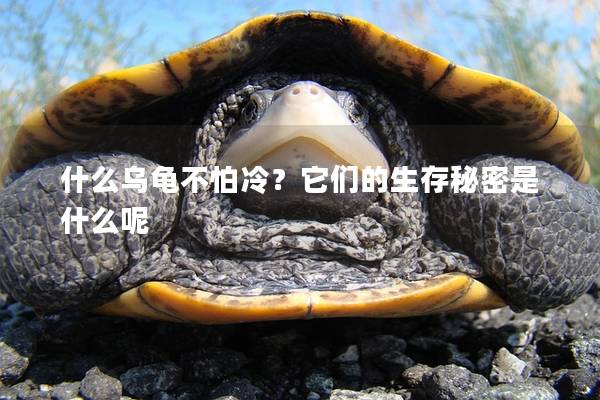 什么乌龟不怕冷？它们的生存秘密是什么呢