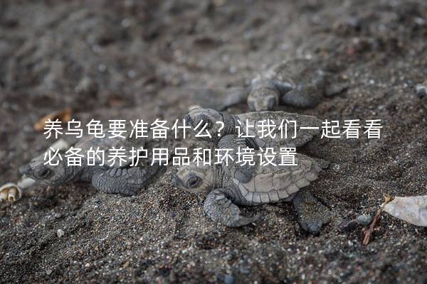 养乌龟要准备什么？让我们一起看看必备的养护用品和环境设置