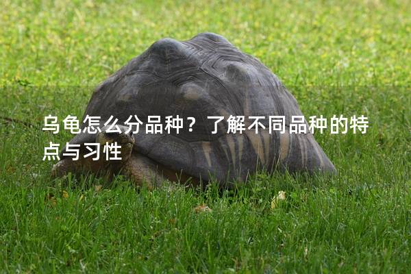 乌龟怎么分品种？了解不同品种的特点与习性