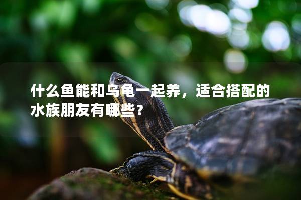 什么鱼能和乌龟一起养，适合搭配的水族朋友有哪些？