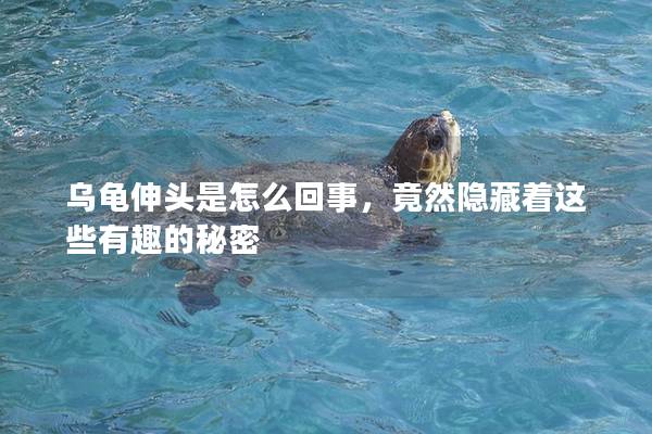 乌龟伸头是怎么回事，竟然隐藏着这些有趣的秘密