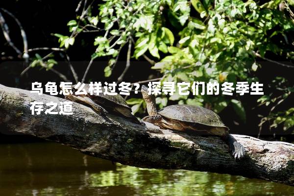 乌龟怎么样过冬？探寻它们的冬季生存之道
