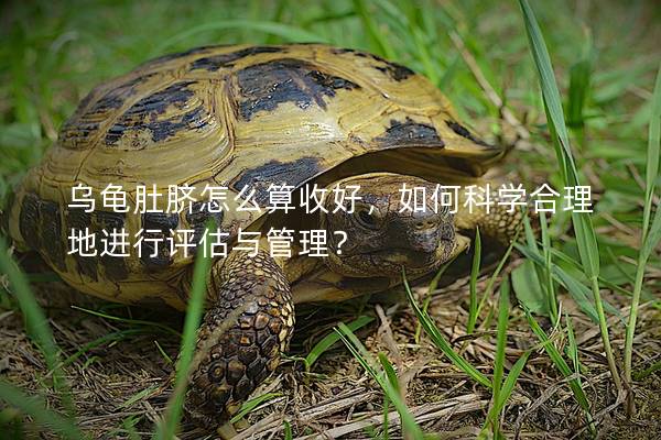 乌龟肚脐怎么算收好，如何科学合理地进行评估与管理？
