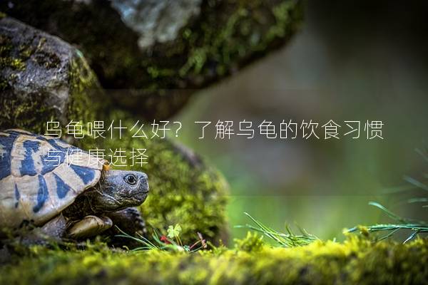 乌龟喂什么好？了解乌龟的饮食习惯与健康选择