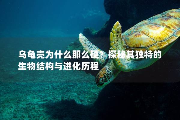 乌龟壳为什么那么硬？探秘其独特的生物结构与进化历程