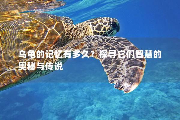乌龟的记忆有多久？探寻它们智慧的奥秘与传说