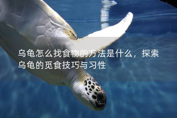 乌龟怎么找食物的方法是什么，探索乌龟的觅食技巧与习性