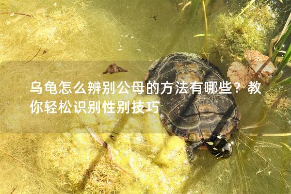 乌龟怎么辨别公母的方法有哪些？教你轻松识别性别技巧