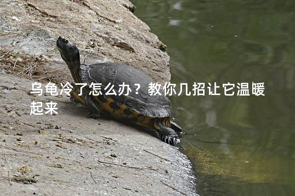 乌龟冷了怎么办？教你几招让它温暖起来