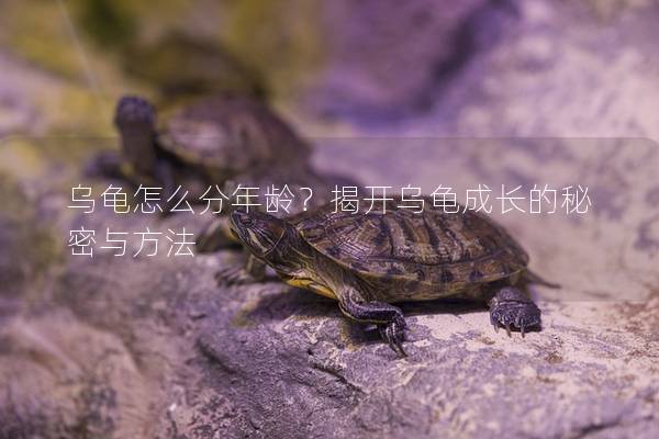 乌龟怎么分年龄？揭开乌龟成长的秘密与方法