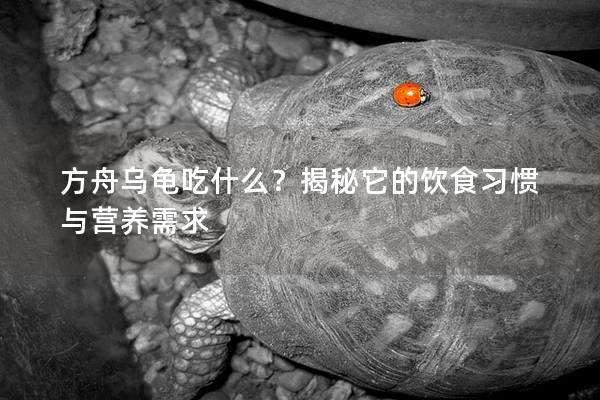 方舟乌龟吃什么？揭秘它的饮食习惯与营养需求