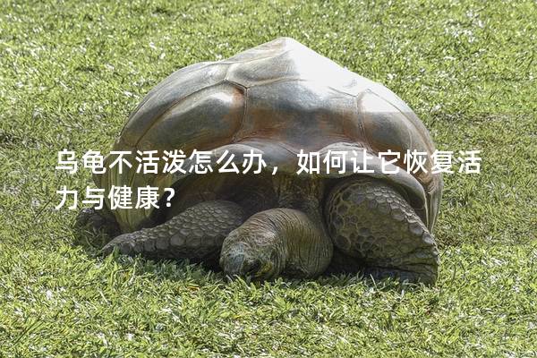 乌龟不活泼怎么办，如何让它恢复活力与健康？