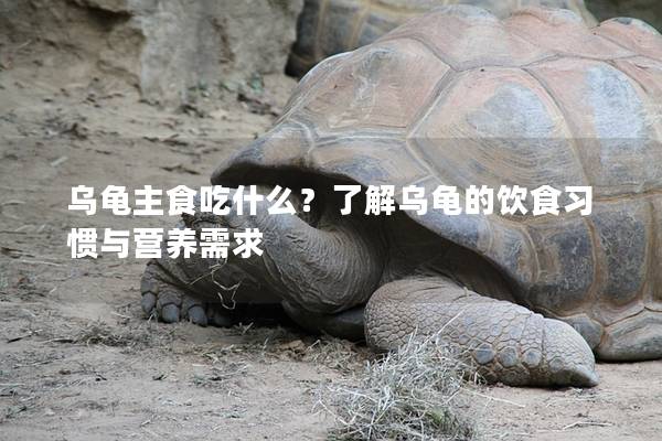 乌龟主食吃什么？了解乌龟的饮食习惯与营养需求