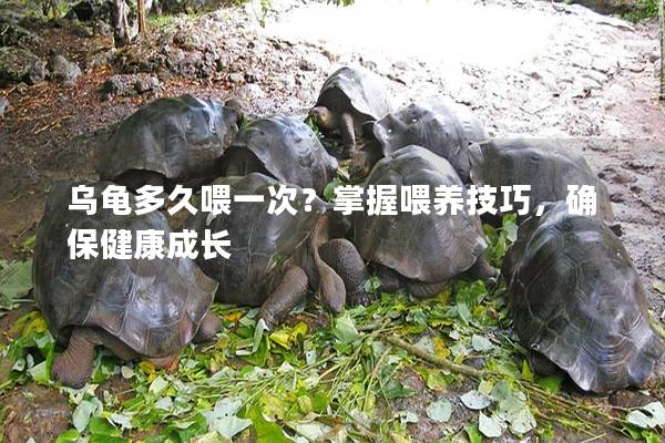乌龟多久喂一次？掌握喂养技巧，确保健康成长