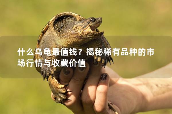 什么乌龟最值钱？揭秘稀有品种的市场行情与收藏价值