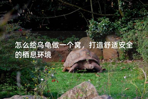 怎么给乌龟做一个窝，打造舒适安全的栖息环境