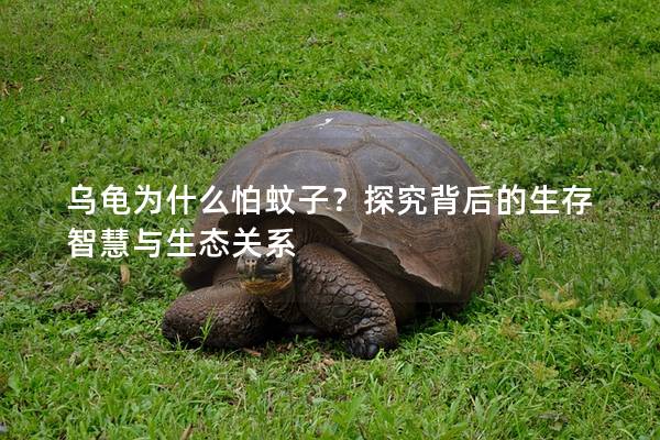 乌龟为什么怕蚊子？探究背后的生存智慧与生态关系