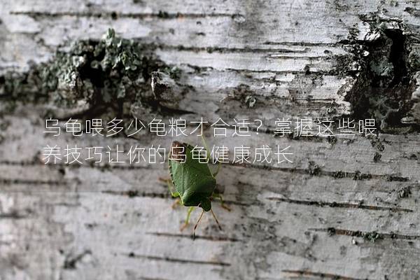 乌龟喂多少龟粮才合适？掌握这些喂养技巧让你的乌龟健康成长
