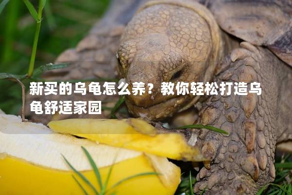 新买的乌龟怎么养？教你轻松打造乌龟舒适家园