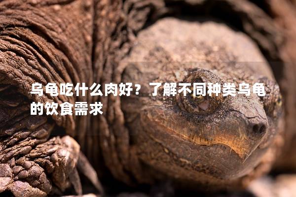 乌龟吃什么肉好？了解不同种类乌龟的饮食需求