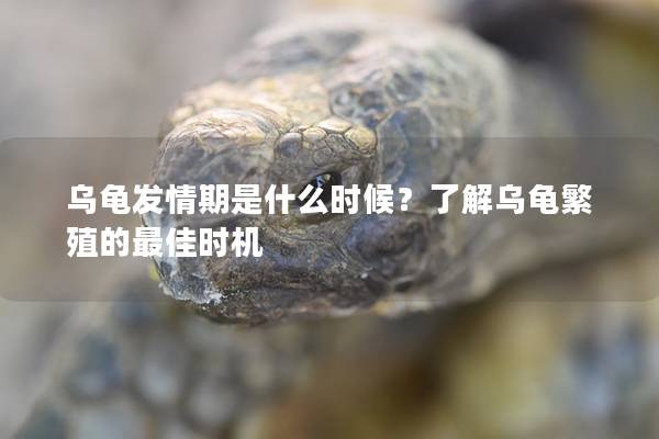 乌龟发情期是什么时候？了解乌龟繁殖的最佳时机