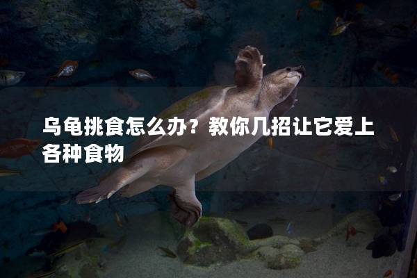 乌龟挑食怎么办？教你几招让它爱上各种食物
