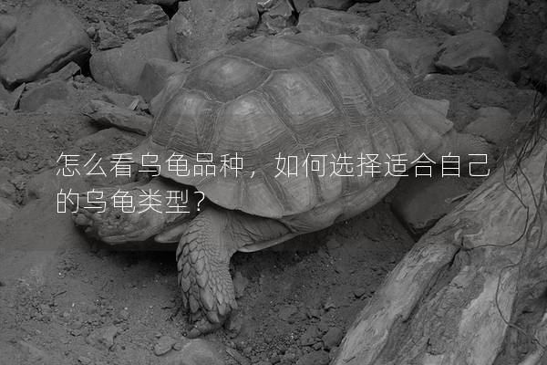 怎么看乌龟品种，如何选择适合自己的乌龟类型？