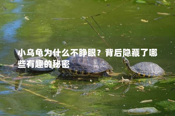 小乌龟为什么不睁眼？背后隐藏了哪些有趣的秘密